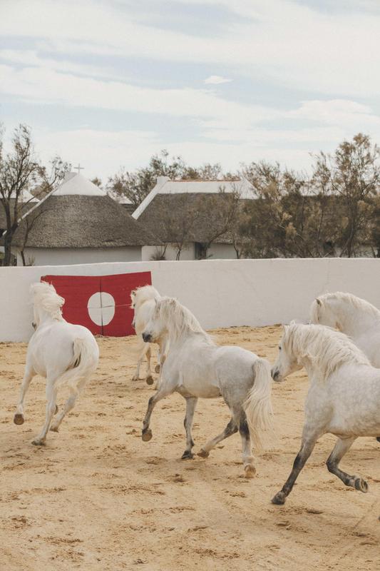 Les Bains Gardians horses