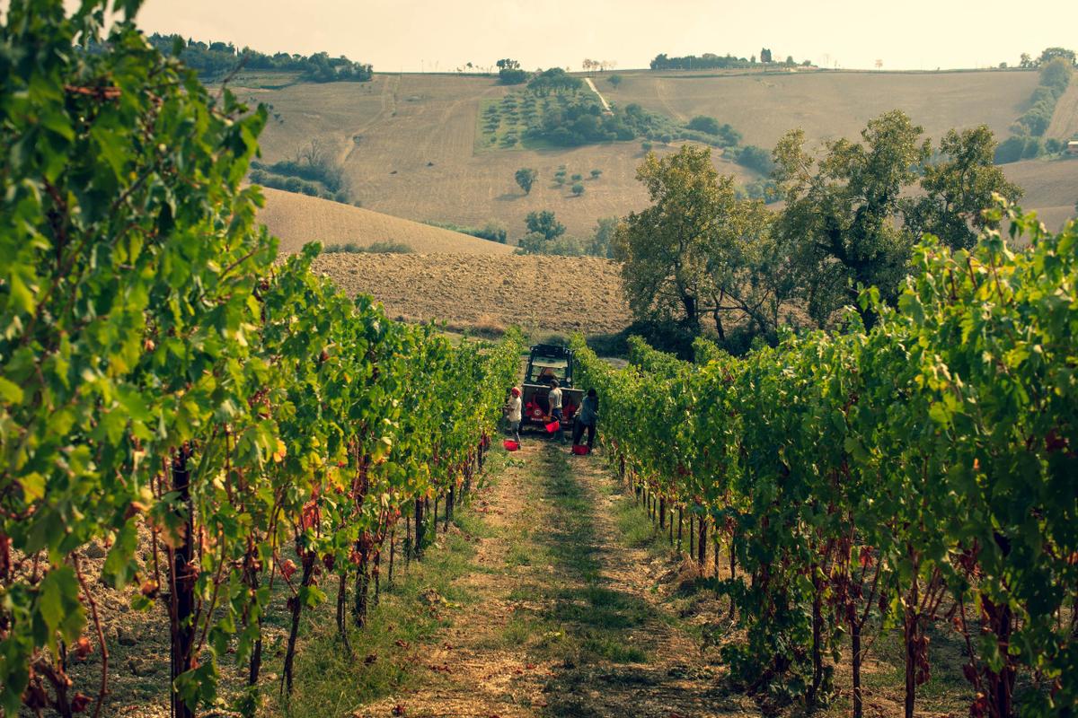 Filodivino_Vineyard