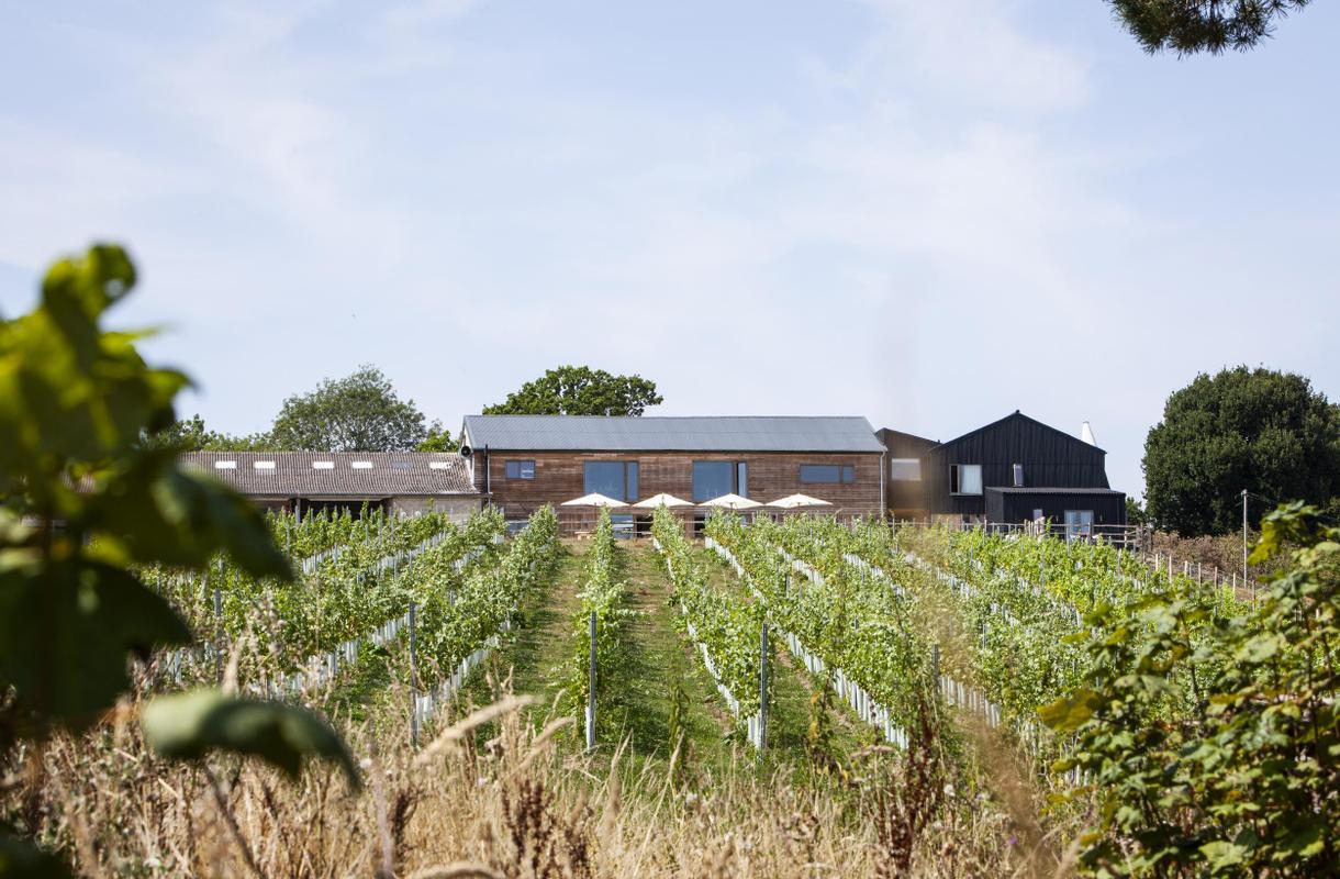 Tillingham estate vineyard